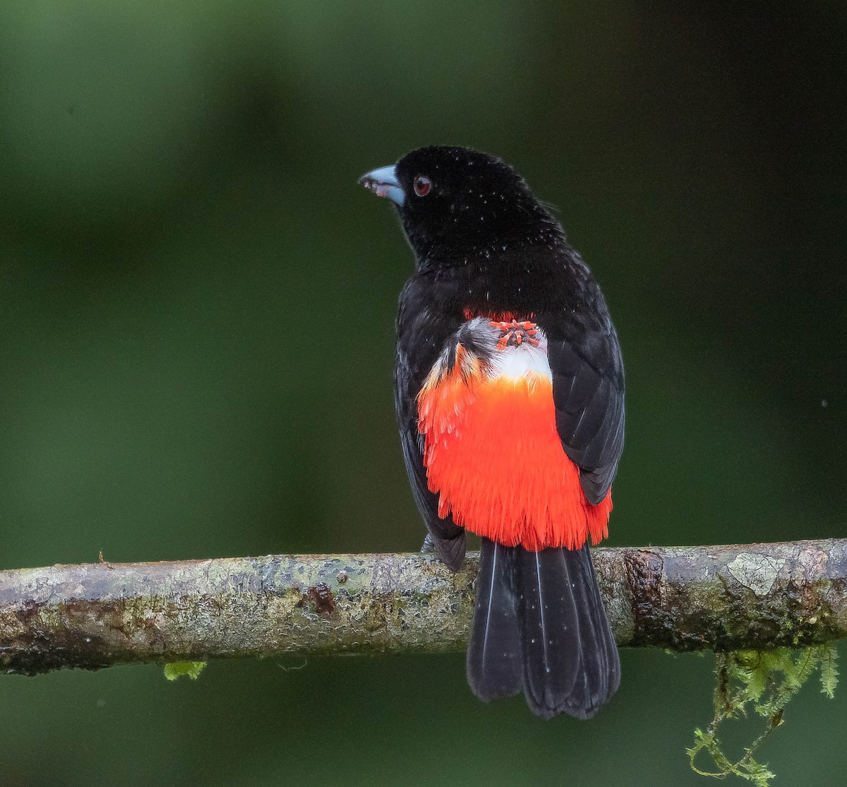 Scarlet-rumped Tanager - ML620262221