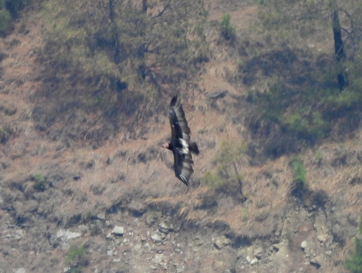 Red-headed Vulture - ML620262225
