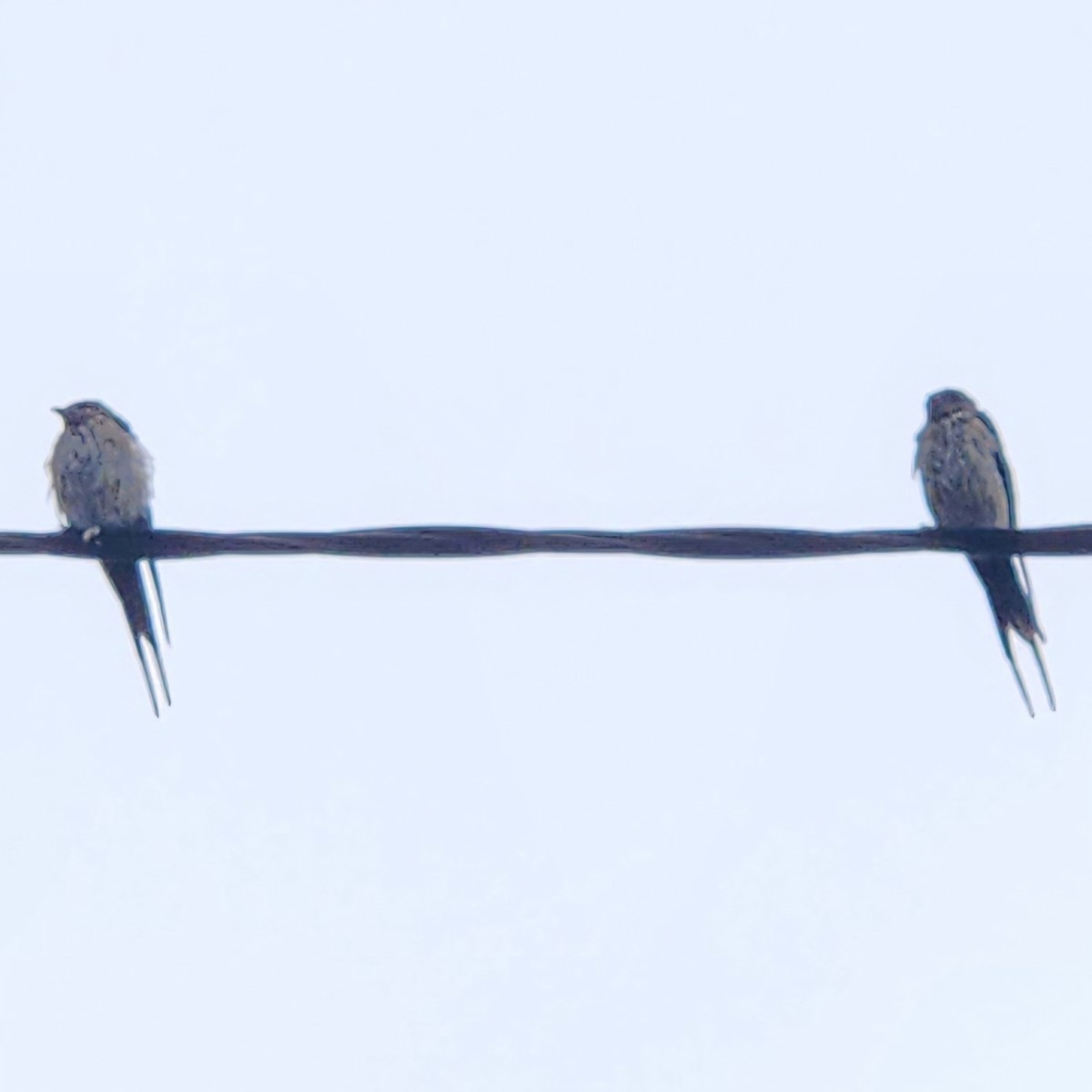 Striated Swallow - ML620262227