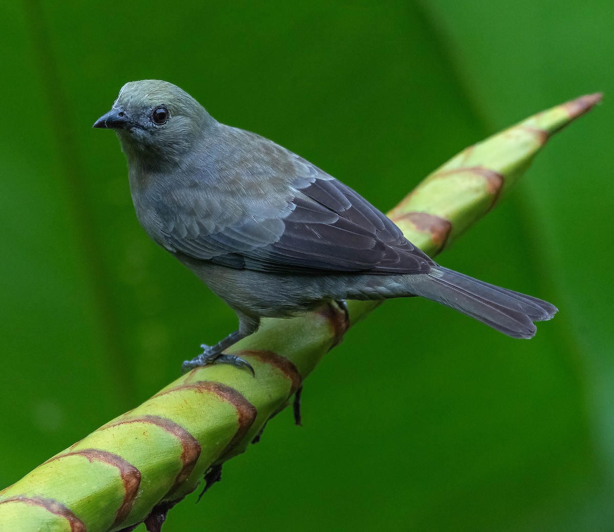 Palm Tanager - ML620262228
