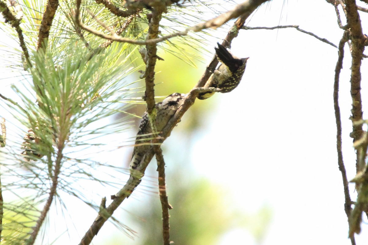 Red-cockaded Woodpecker - ML620262233