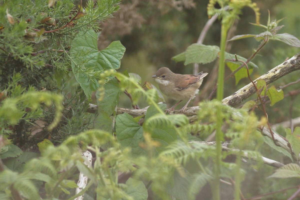 Greater Whitethroat - ML620262238