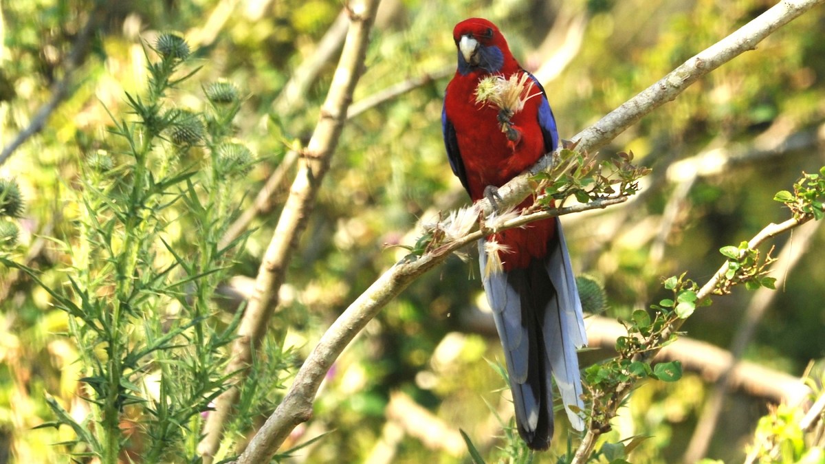 Crimson Rosella - ML620262247