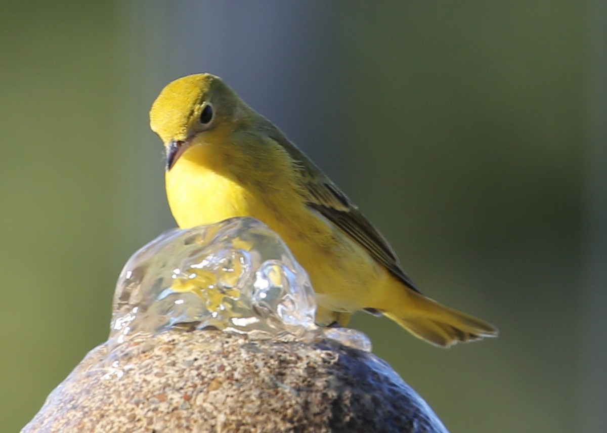 Orange-crowned Warbler - ML620262251