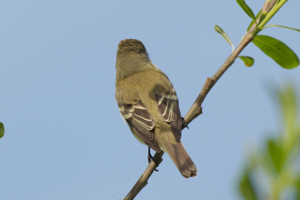 Alder Flycatcher - ML620262259