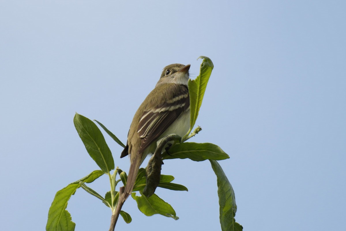 Alder Flycatcher - ML620262260