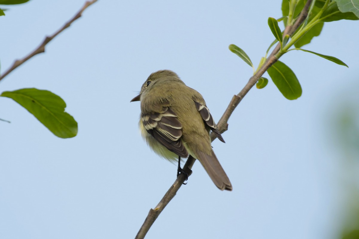 Alder Flycatcher - ML620262264