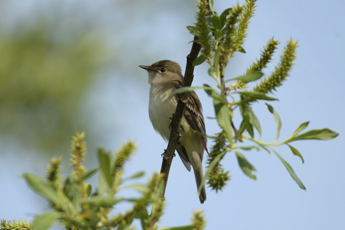 Alder Flycatcher - ML620262265