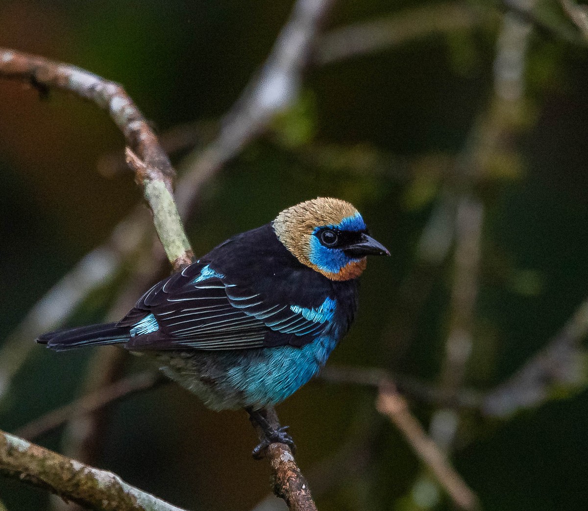 Golden-hooded Tanager - ML620262271