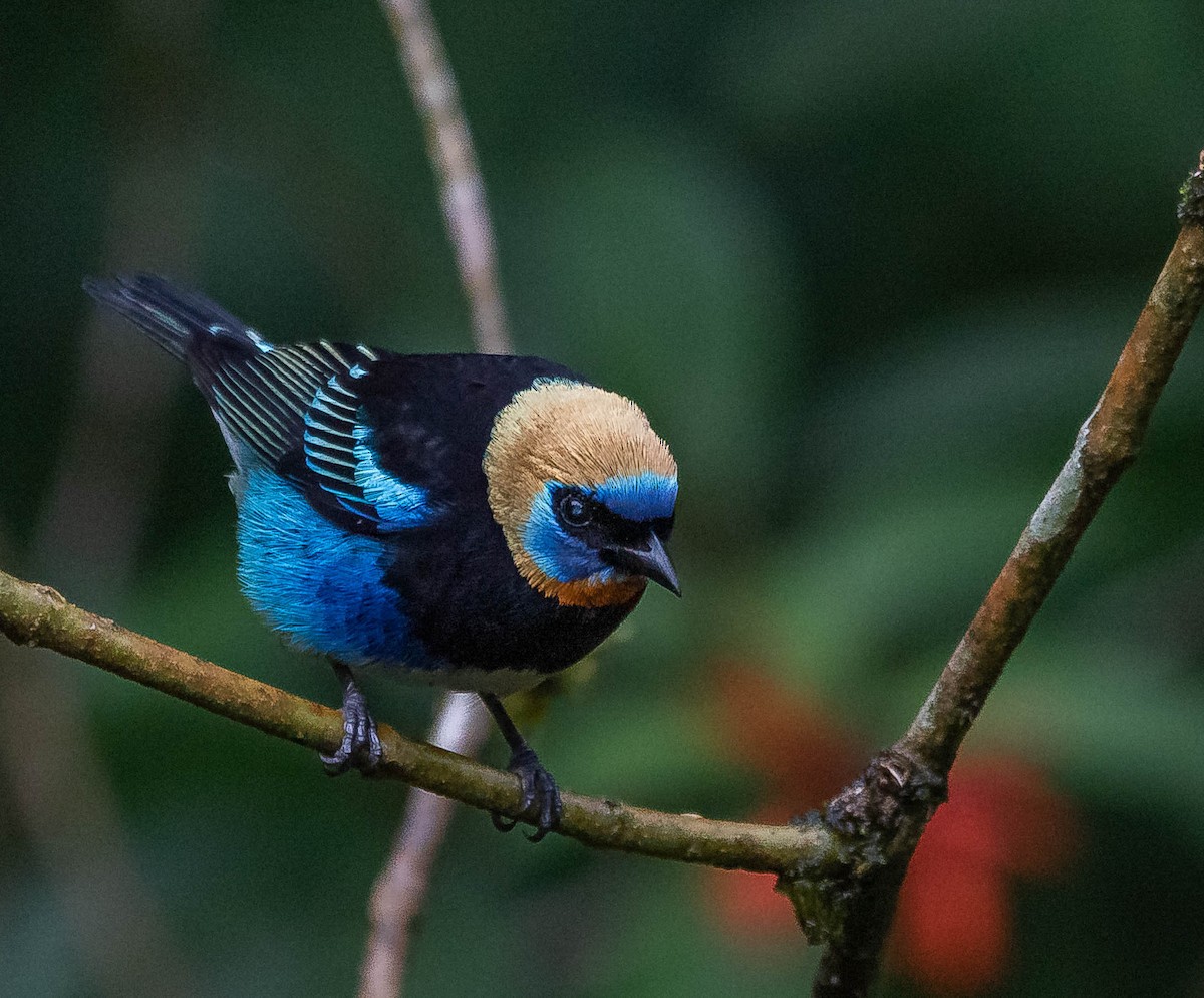 Golden-hooded Tanager - ML620262272