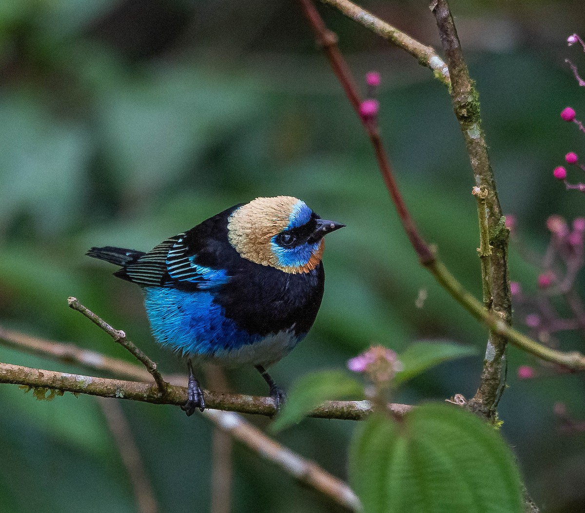 Golden-hooded Tanager - ML620262274