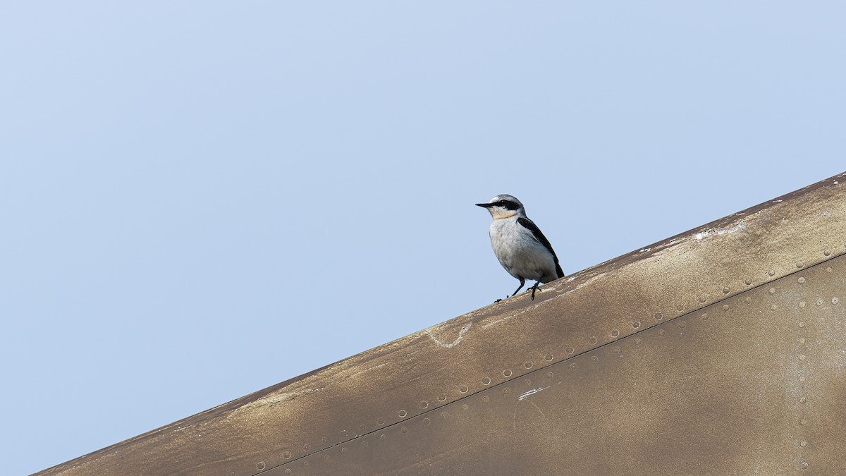 Northern Wheatear - ML620262283