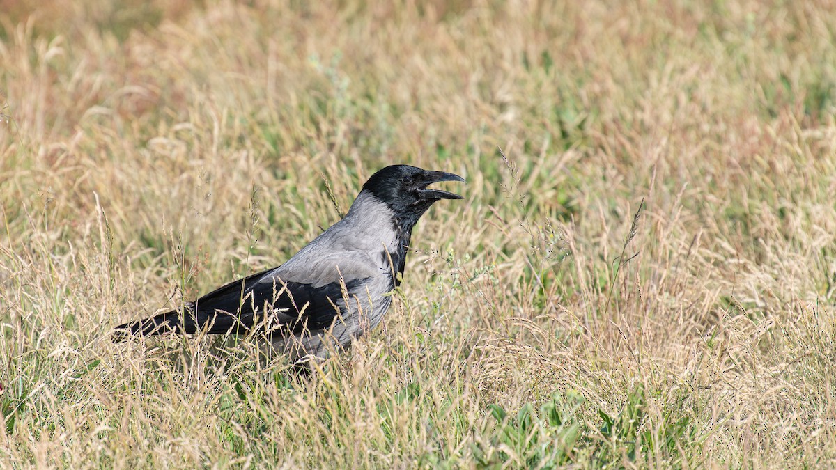 Hooded Crow - ML620262284