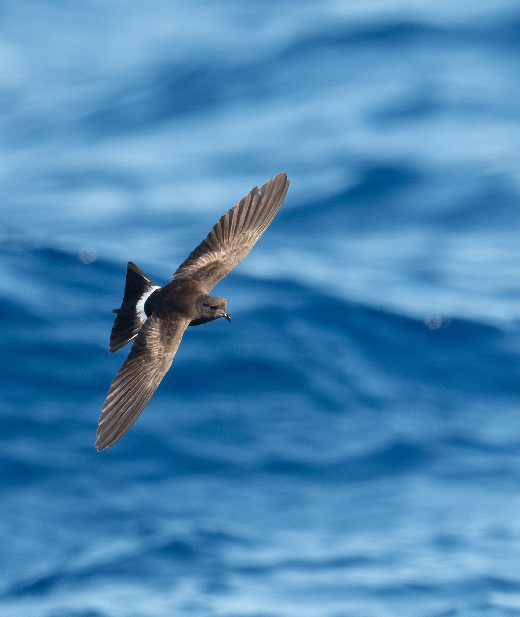 Wilson's Storm-Petrel - ML620262287