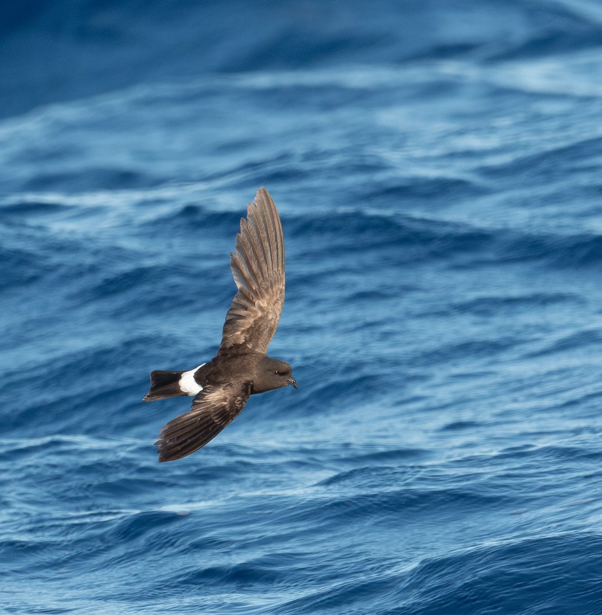 Wilson's Storm-Petrel - ML620262288