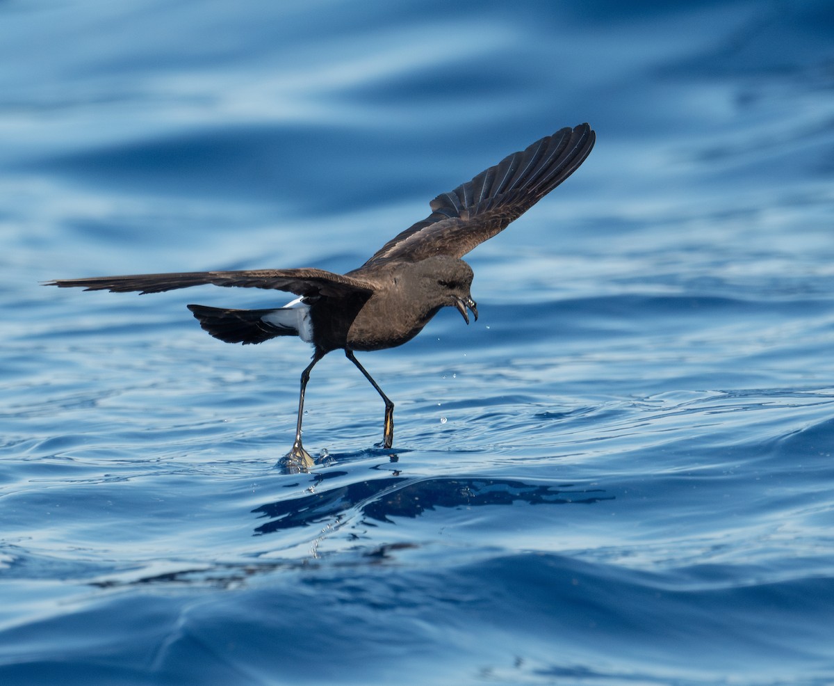 Wilson's Storm-Petrel - ML620262290