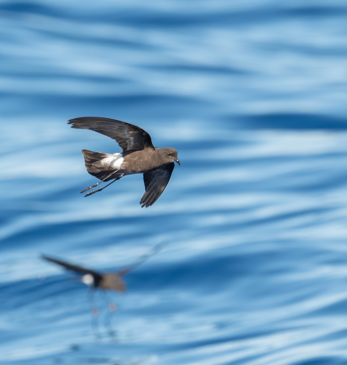 Wilson's Storm-Petrel - ML620262292