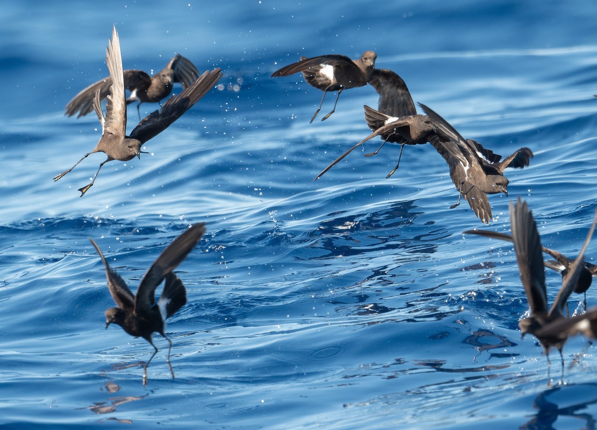 Wilson's Storm-Petrel - ML620262293