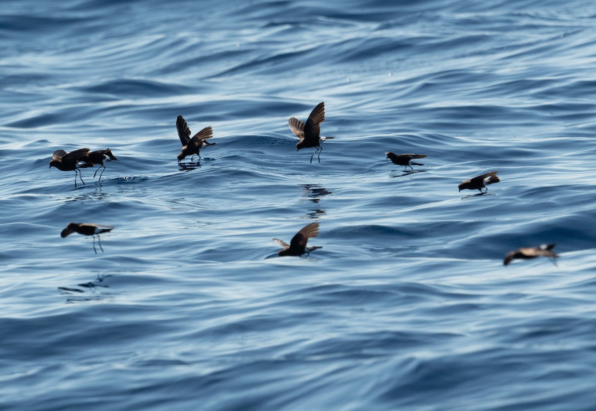 Wilson's Storm-Petrel - ML620262298