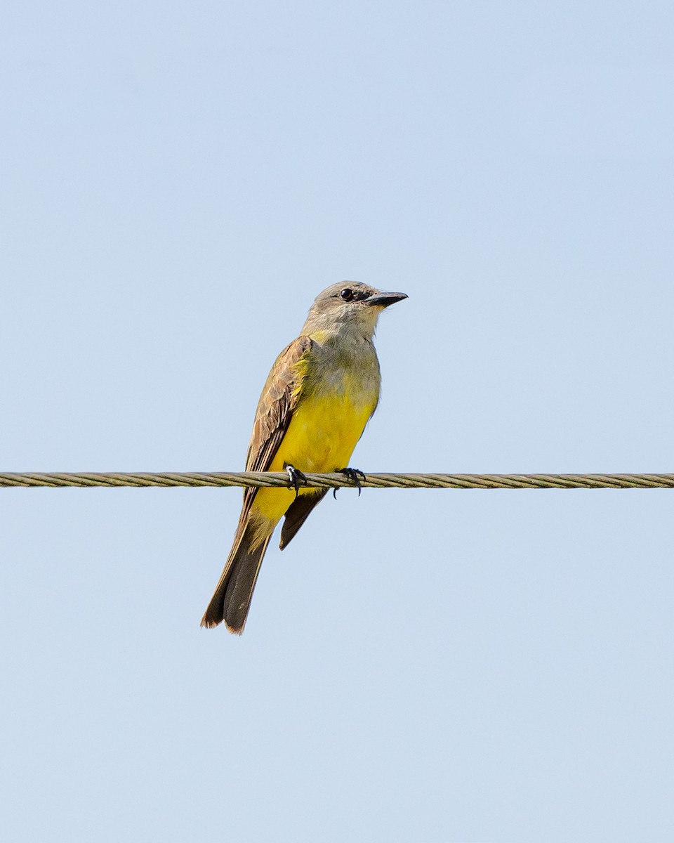 Tropical Kingbird - ML620262309