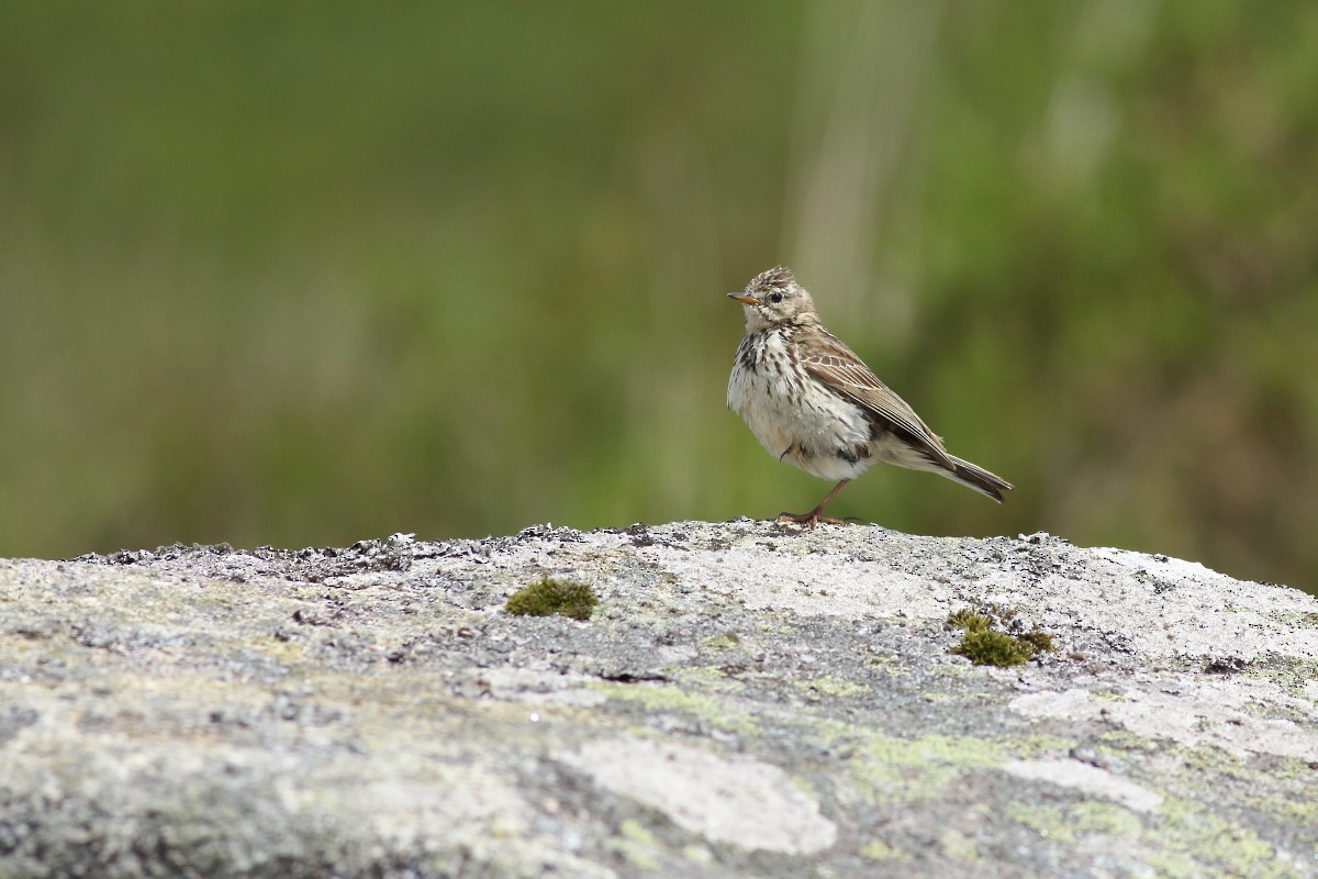 Meadow Pipit - ML620262311