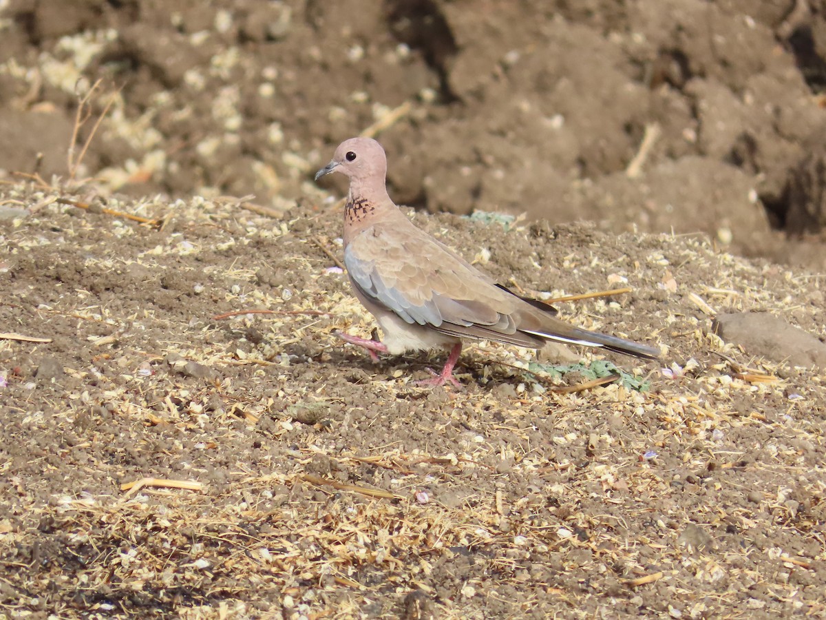 Laughing Dove - ML620262312