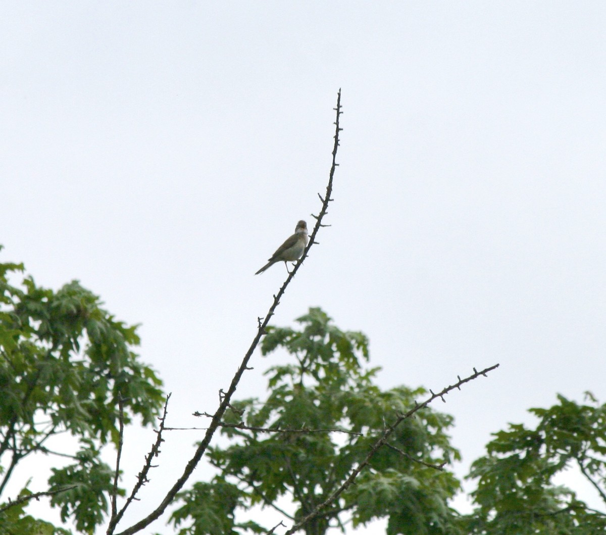 Greater Whitethroat - ML620262313