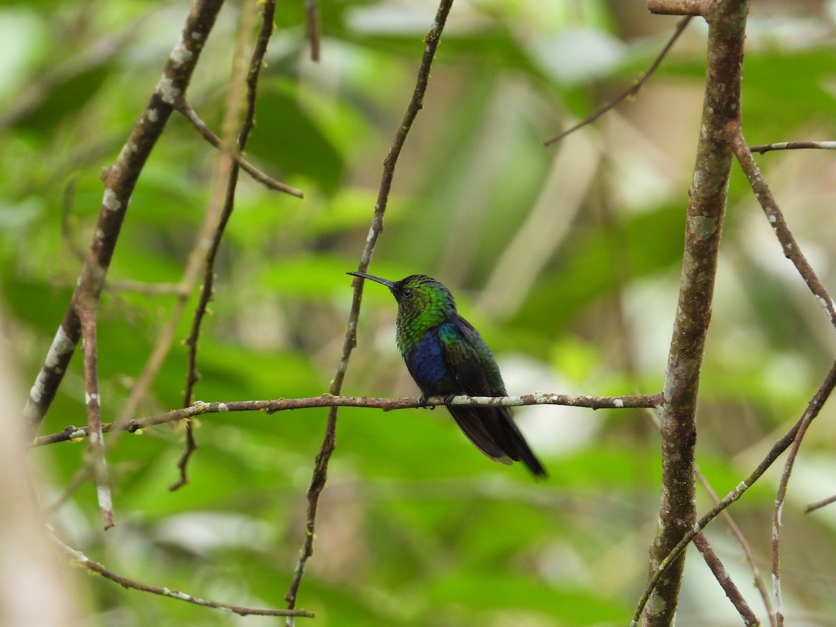 Fork-tailed Woodnymph - Francisco Sornoza