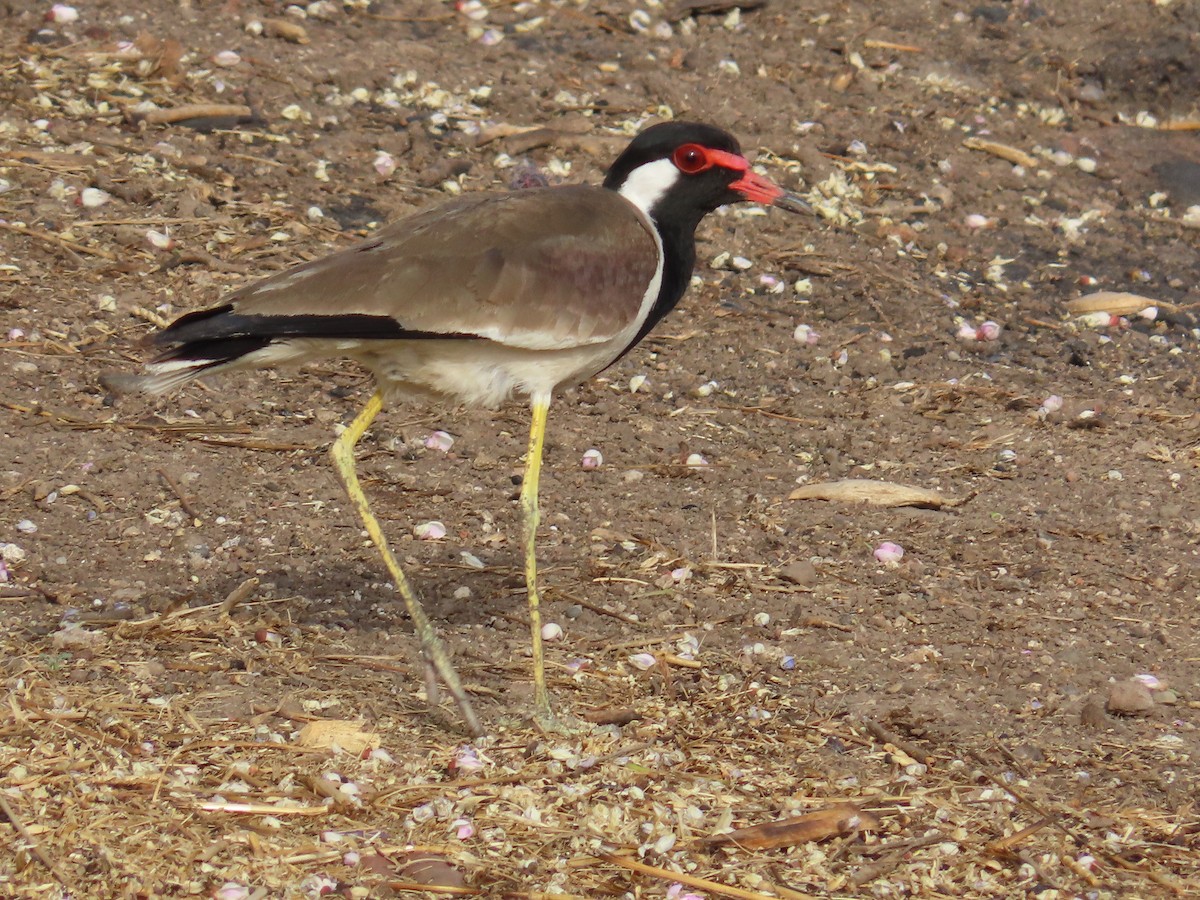 Red-wattled Lapwing - ML620262334