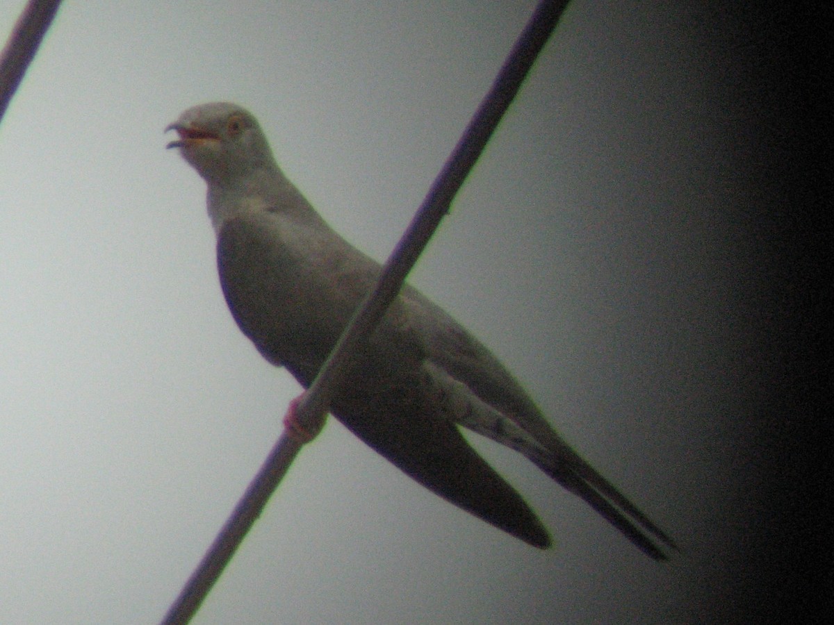 Himalayan Cuckoo - ML620262339