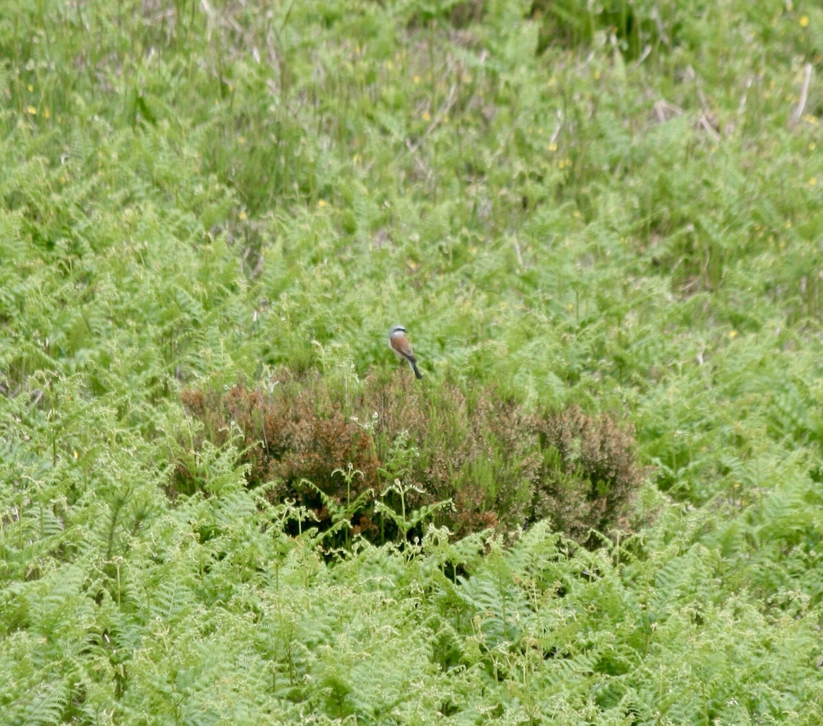 Red-backed Shrike - ML620262347