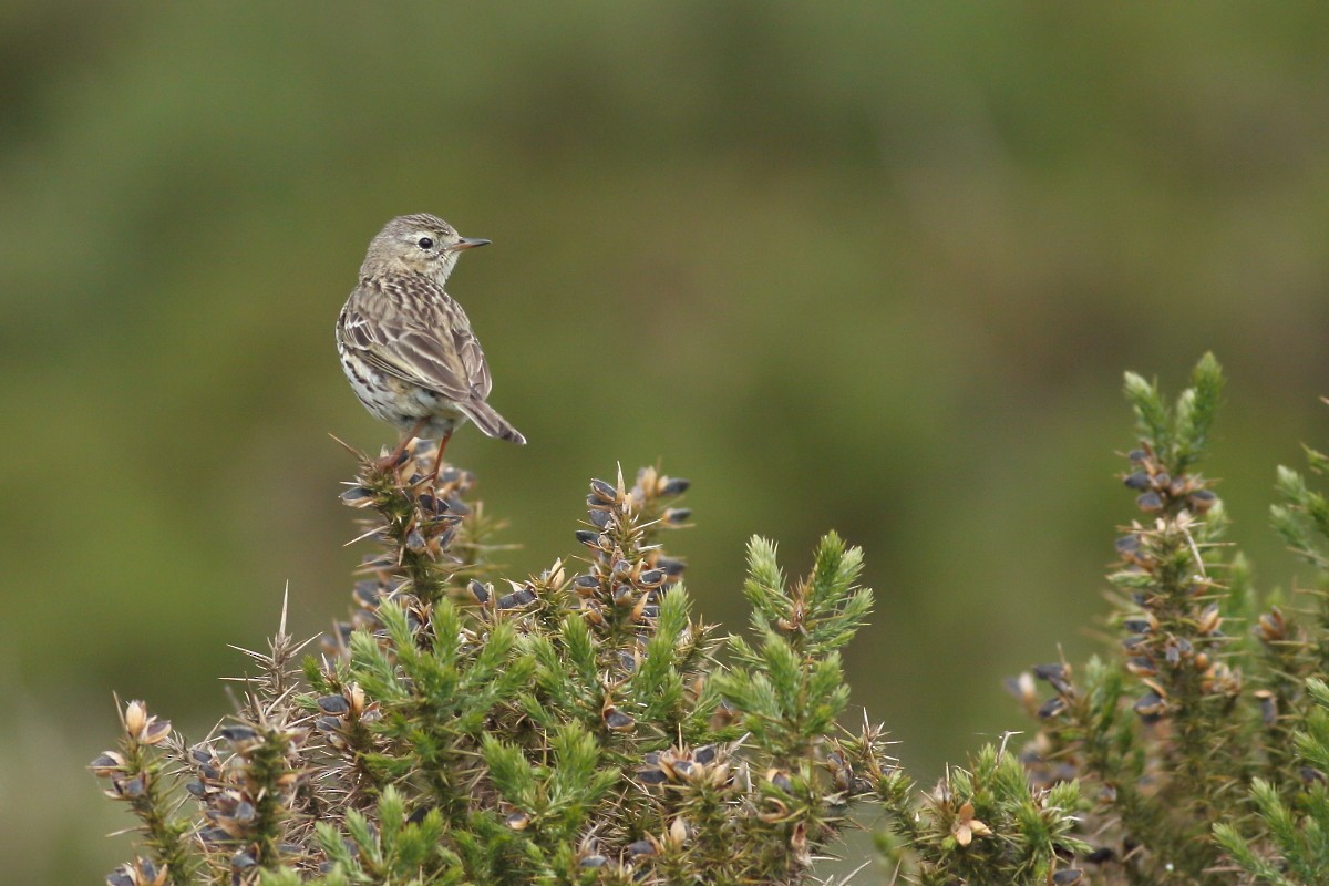 Meadow Pipit - ML620262350