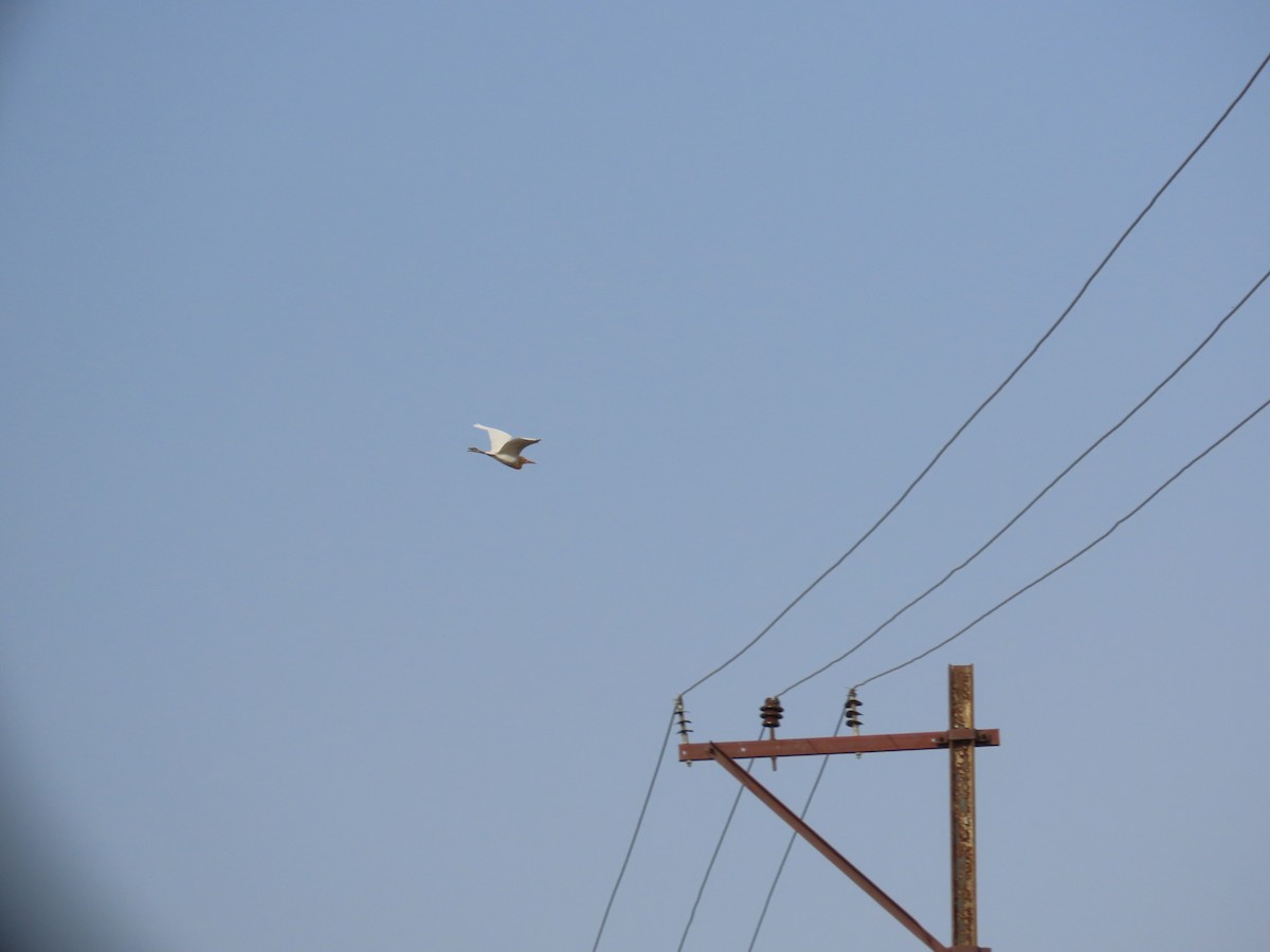 Eastern Cattle Egret - ML620262351