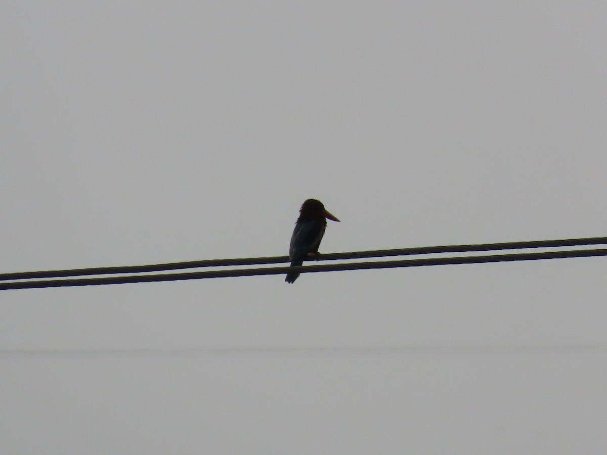 White-throated Kingfisher - ML620262355