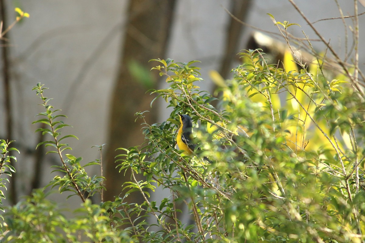 Tropical Parula - ML620262363