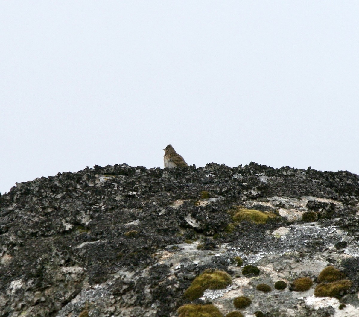 Eurasian Skylark - ML620262379