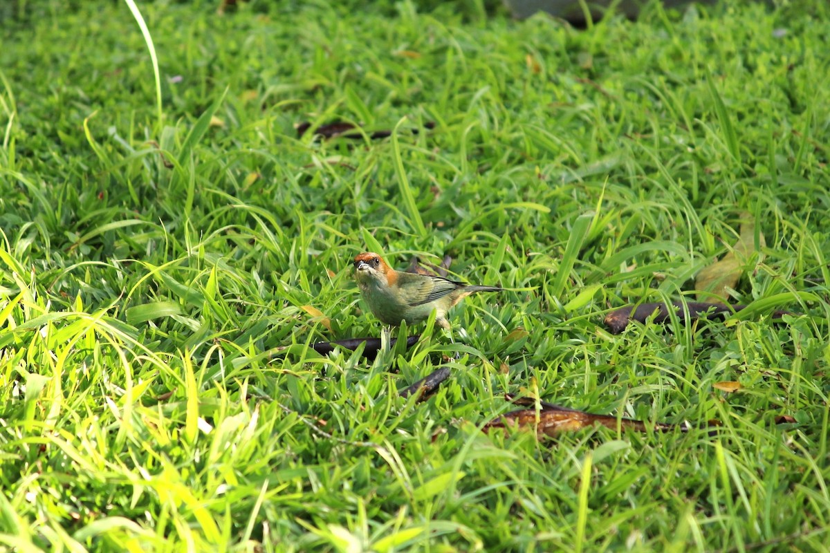 Chestnut-backed Tanager - ML620262386