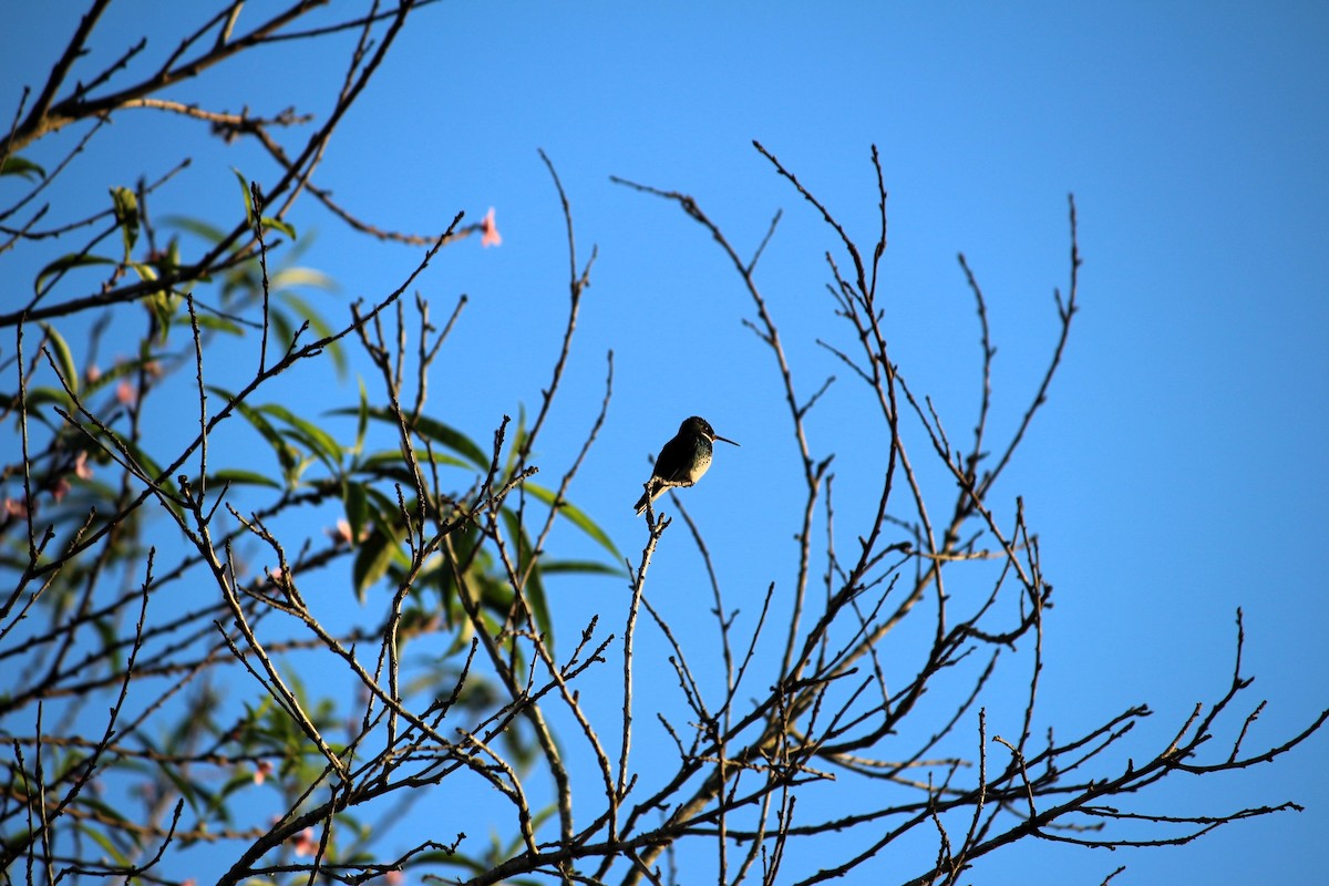 White-throated Hummingbird - ML620262393