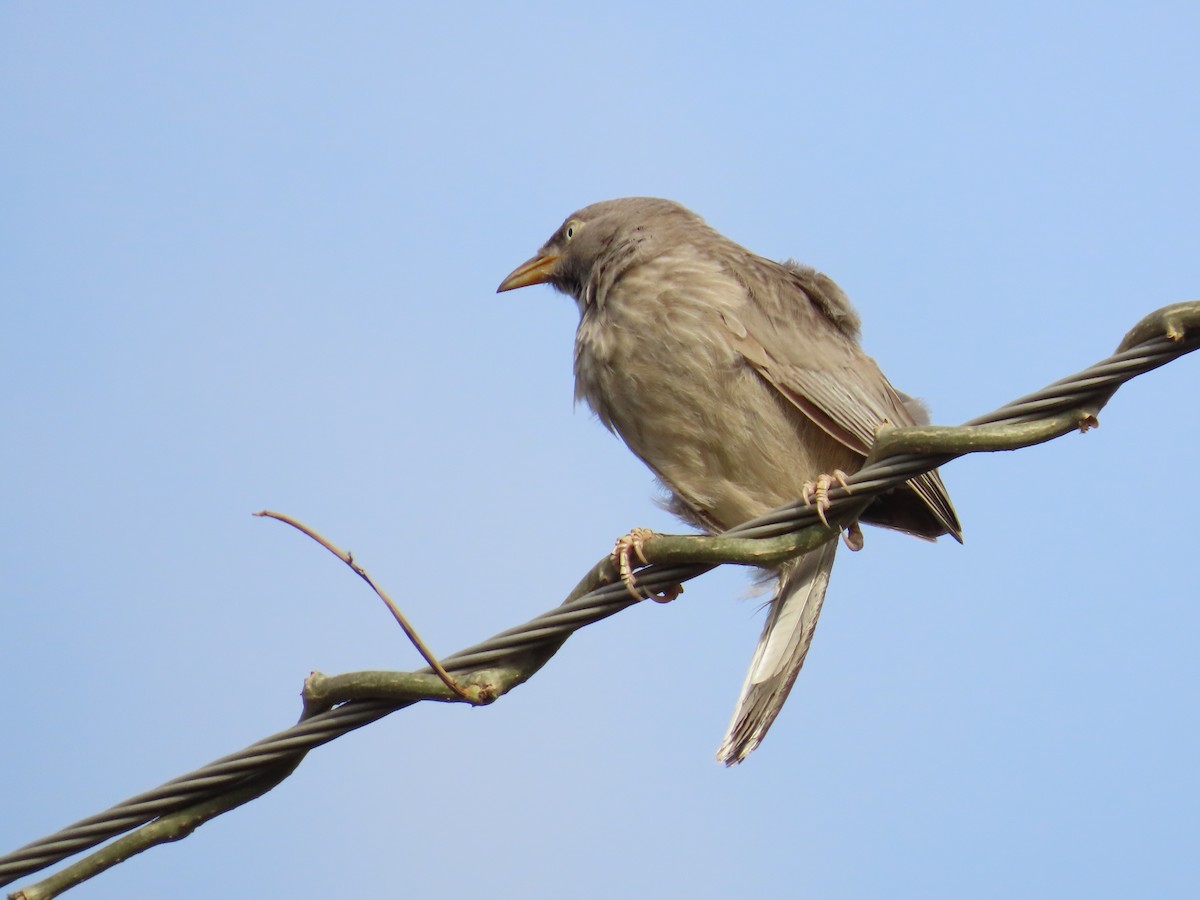 Jungle Babbler - ML620262400