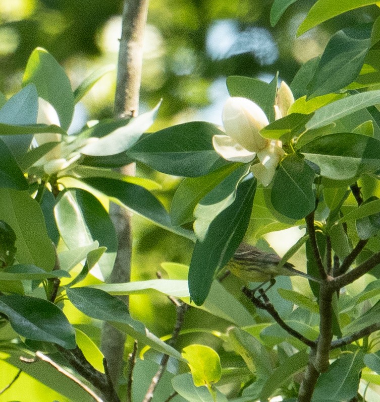 Magnolia Warbler - ML620262401