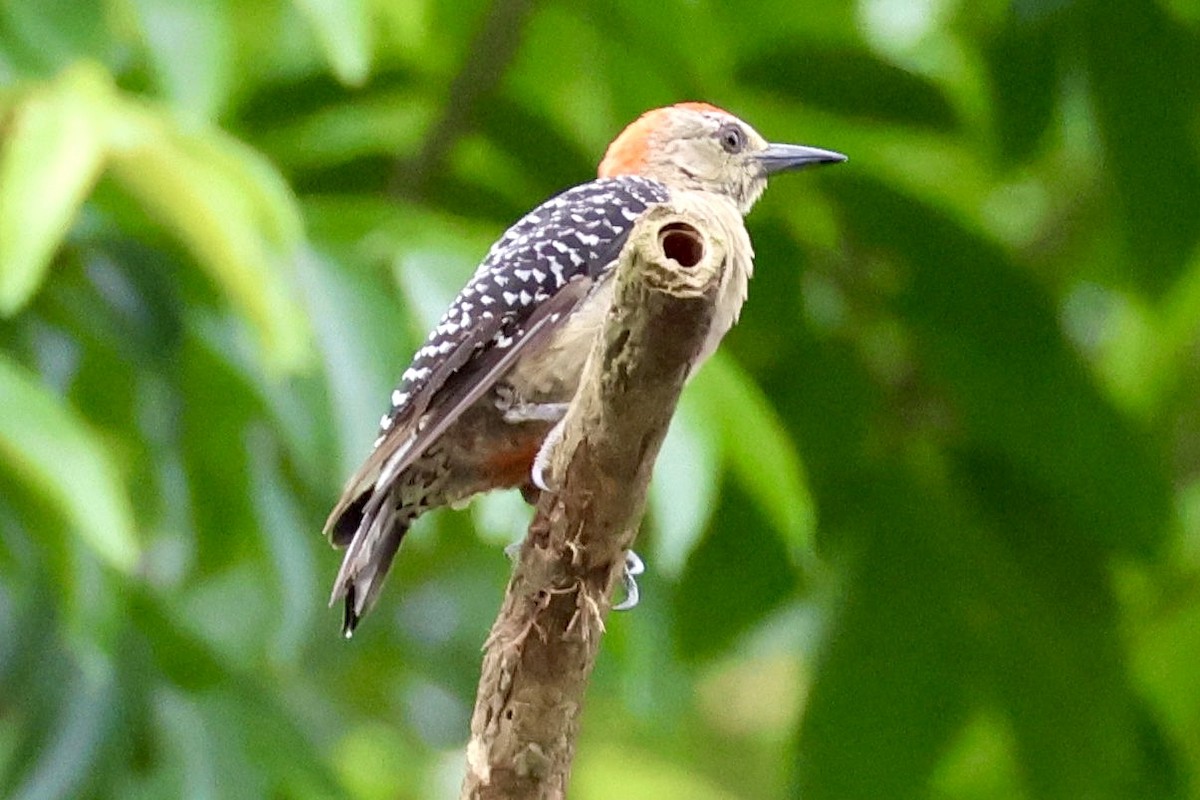 Red-crowned Woodpecker - ML620262404