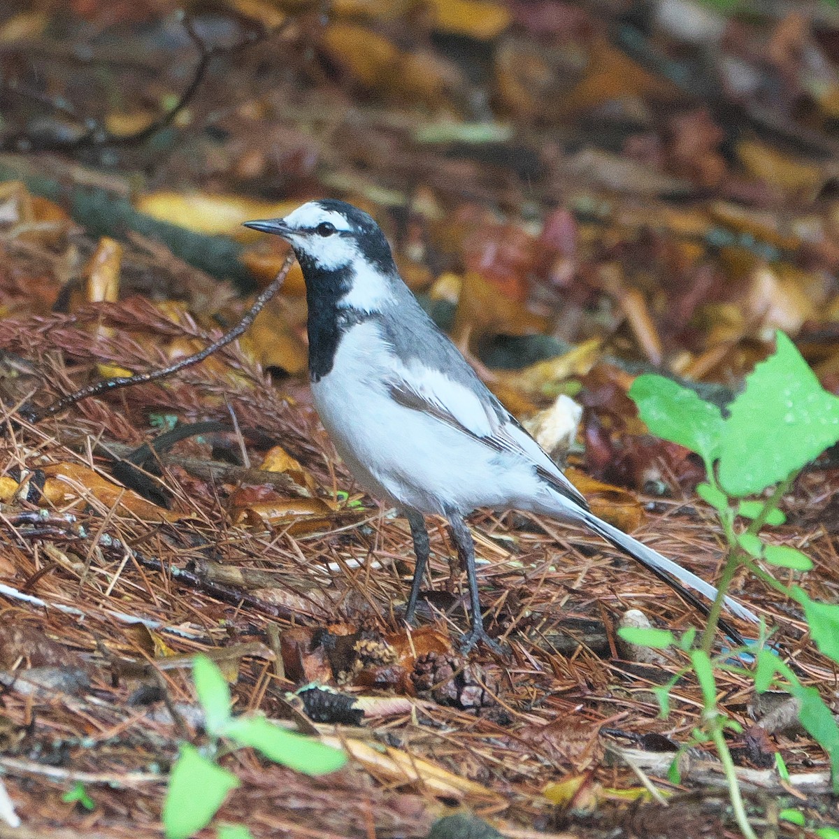 White Wagtail - ML620262410