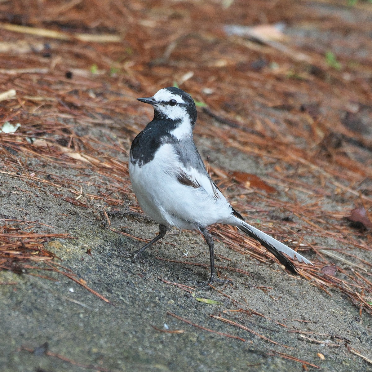 White Wagtail - ML620262411