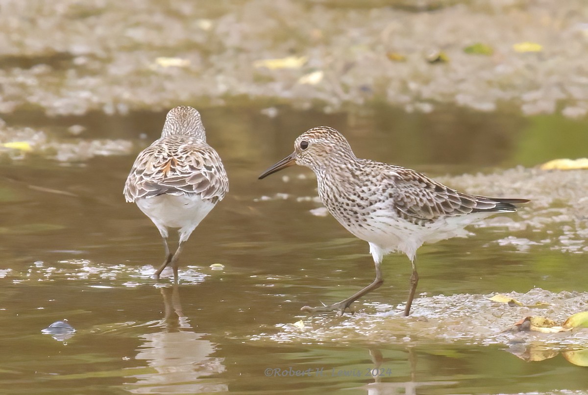 White-rumped Sandpiper - ML620262416