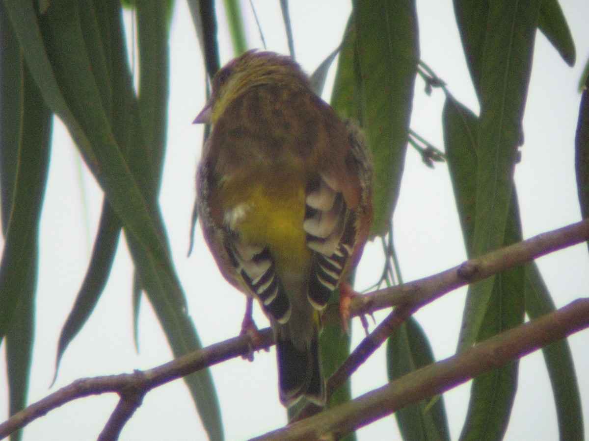 Oriental Greenfinch - ML620262426