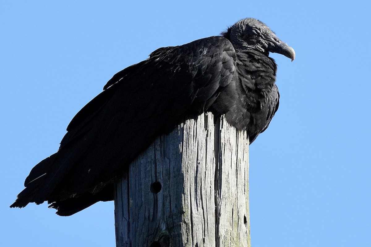 Black Vulture - ML620262451