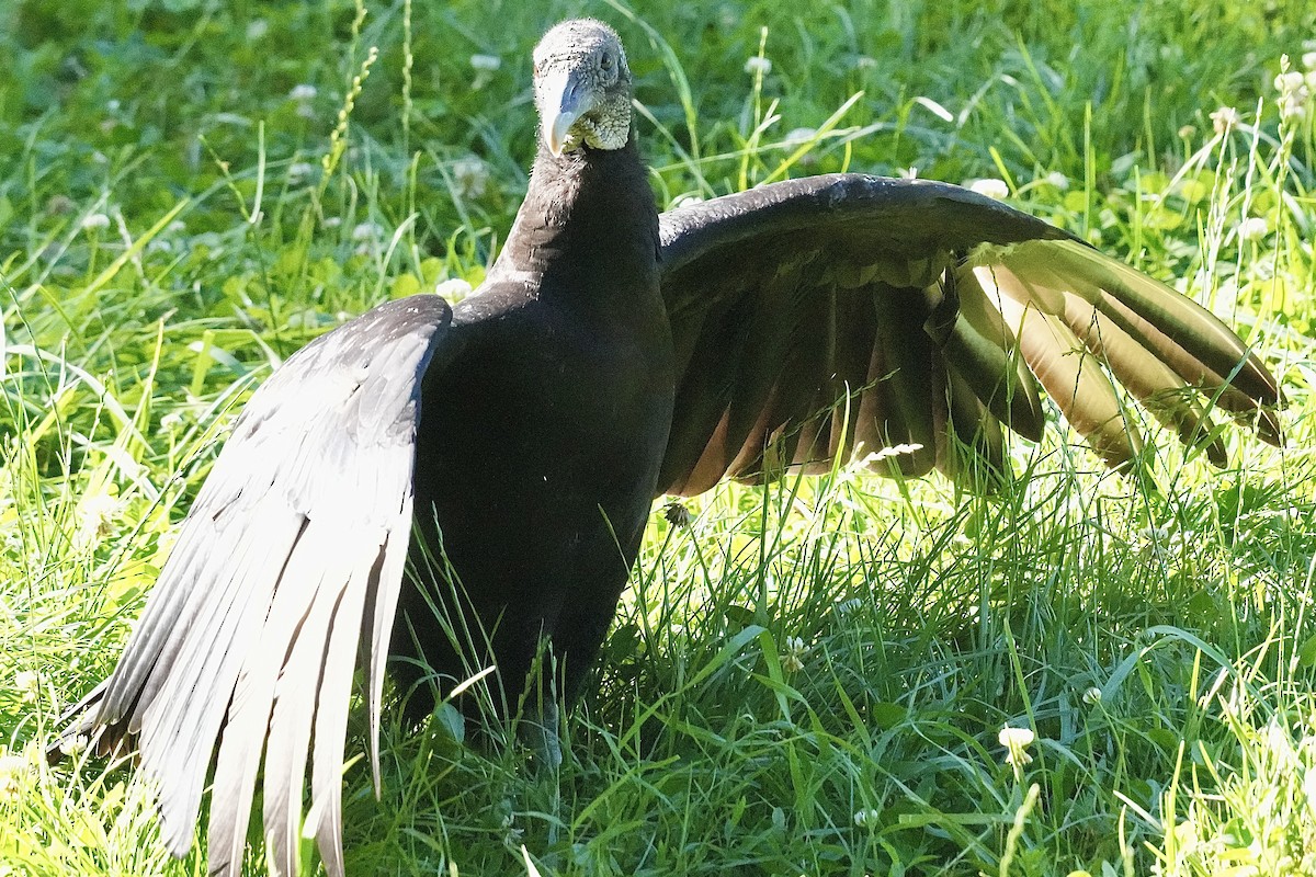 Black Vulture - ML620262452