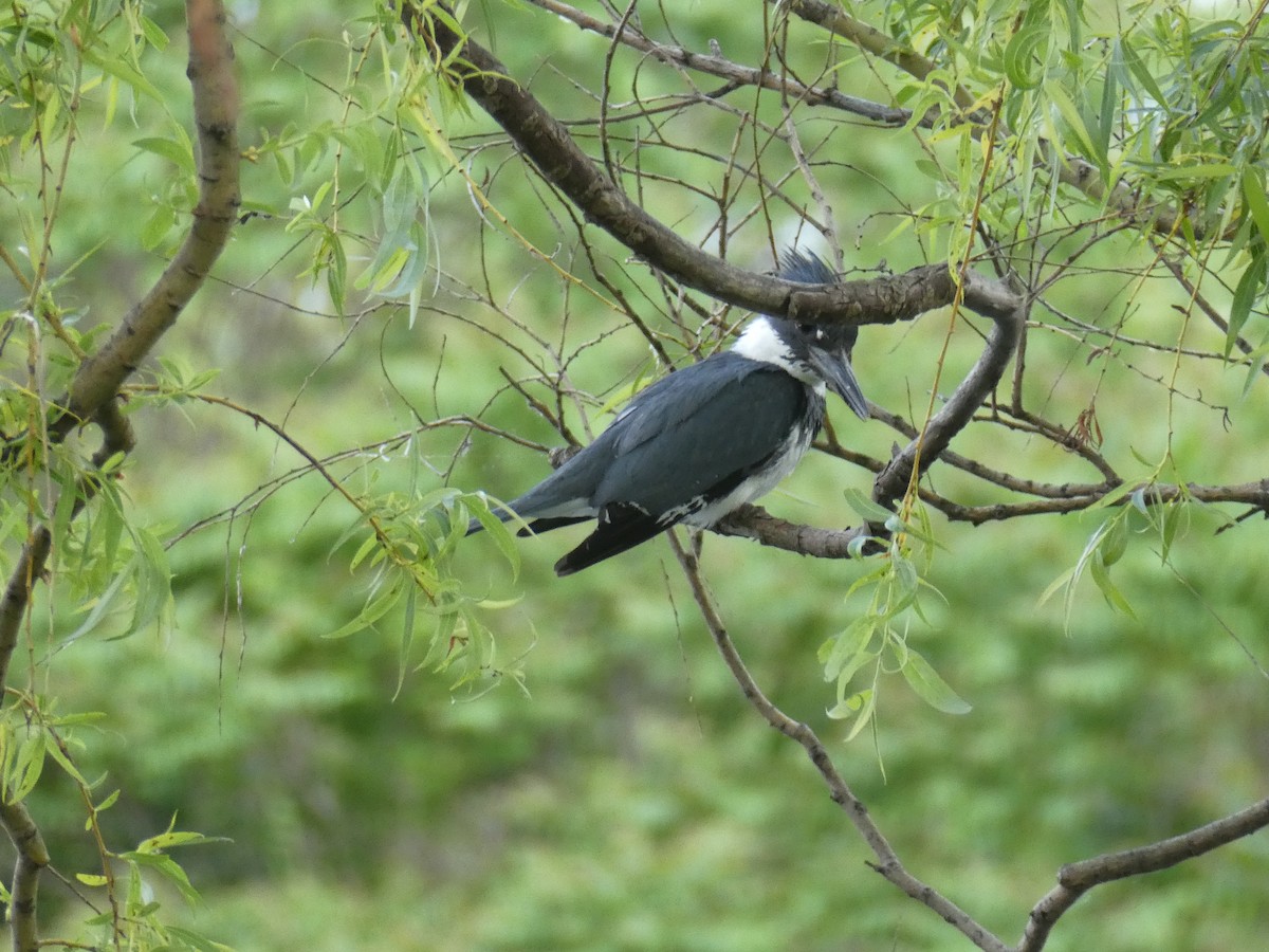 Belted Kingfisher - ML620262462