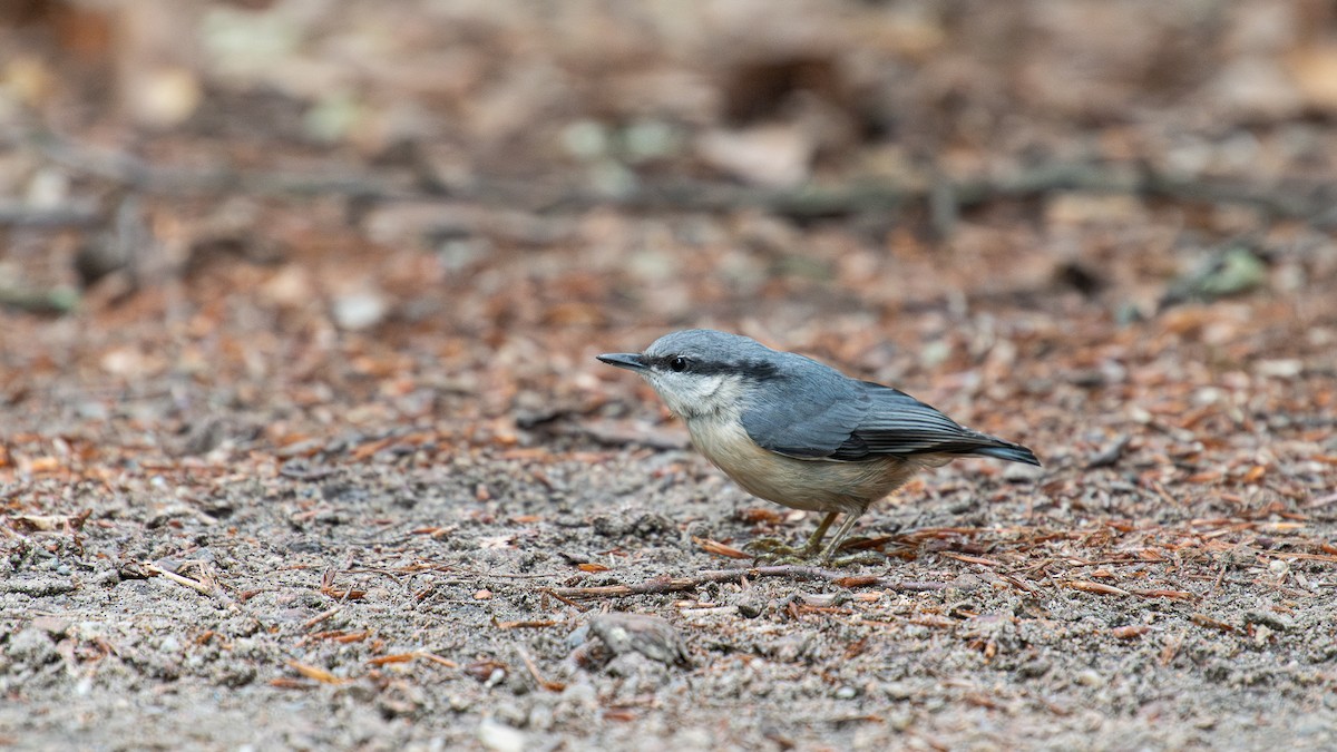 Eurasian Nuthatch (Western) - ML620262472