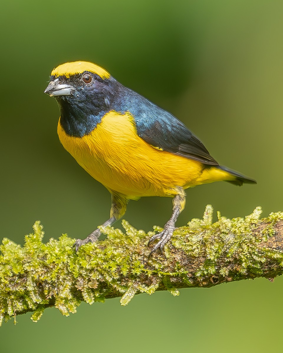 Yellow-crowned Euphonia - ML620262477